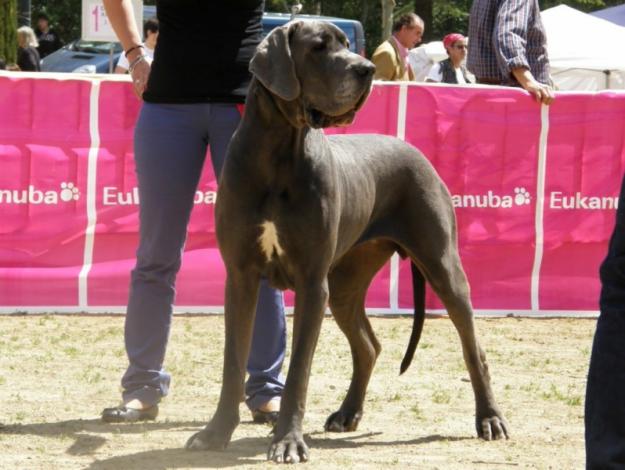 Venta cachorros dogo alemán azul (Gran danés)