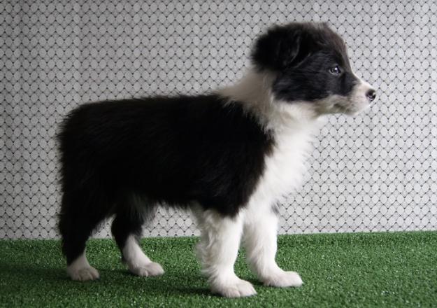 Border Collie cachorros de calidad