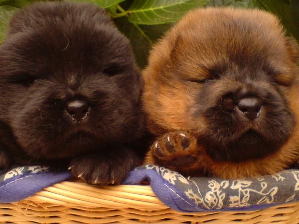 CACHORROS DE CHOW-CHOW