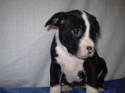 camada de stafforshire bullterrier con dos meses de edad, cachorros en color negro pecho blanco - mejor precio | unprecio.es