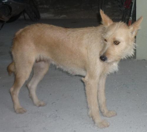 ENCONTRADA PODENCA JOVEN