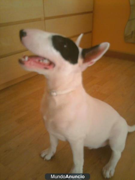 Regalo bull terrier por no poder mantener