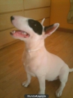 Regalo bull terrier por no poder mantener - mejor precio | unprecio.es