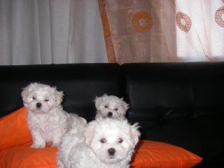 Cachorritos Bichon Maltès