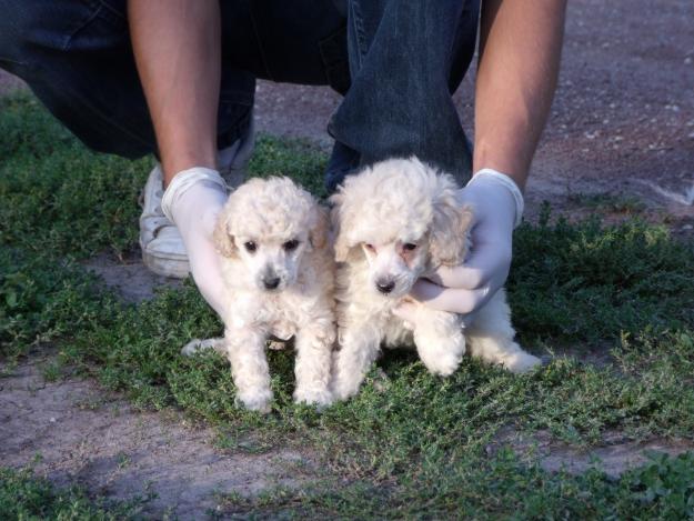 CACHORROS DE CANICHE TOY