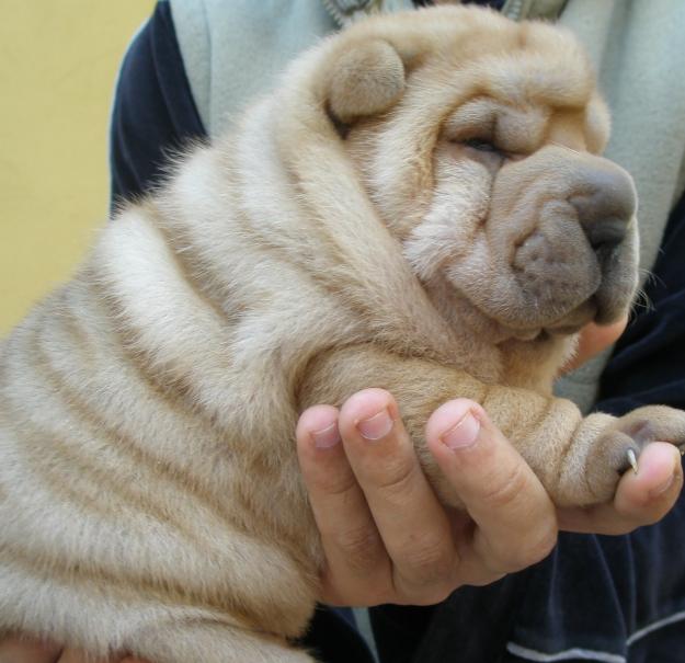 camada shar pei sevilla . entrega para los reyes!!!