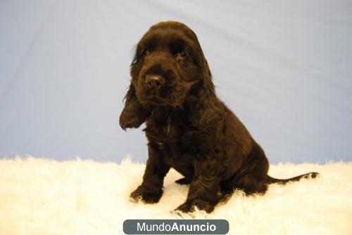 COCKER NEGROS CON 2 MESES PRECIOSOS CACHORROS