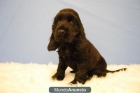 COCKER NEGROS CON 2 MESES PRECIOSOS CACHORROS - mejor precio | unprecio.es