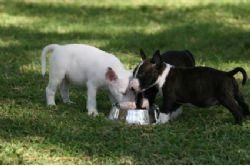 El Bull Terrier es un perro fuerte, atlético y activo, que es capaz de hacer una multitud de tareas que incluyen el relo