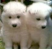 Excelentes cachorros de samoyedo