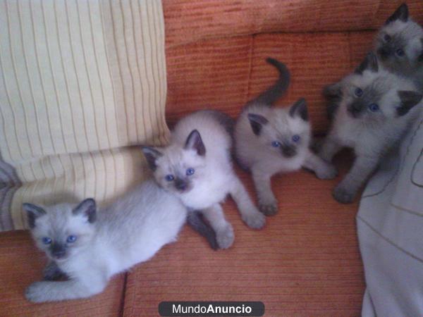 GATITOS SIAMESES