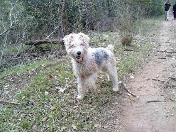 Regalo Fox Terrier de pelo duro, hembra