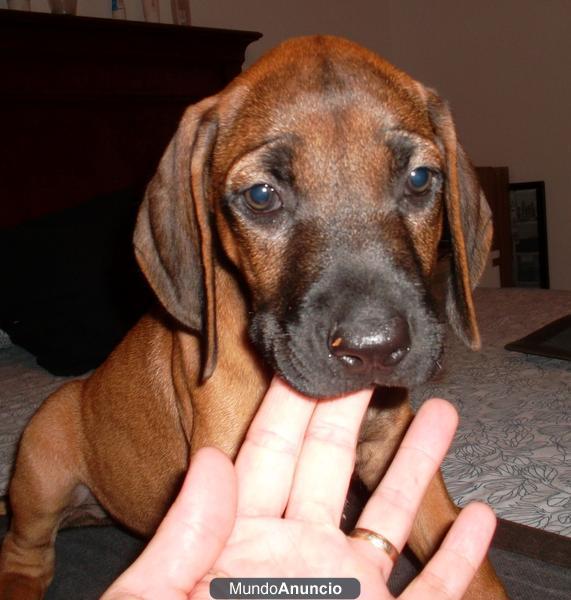 RHODESIAN RIDGEBACK  REBAJADOS CHOLLO