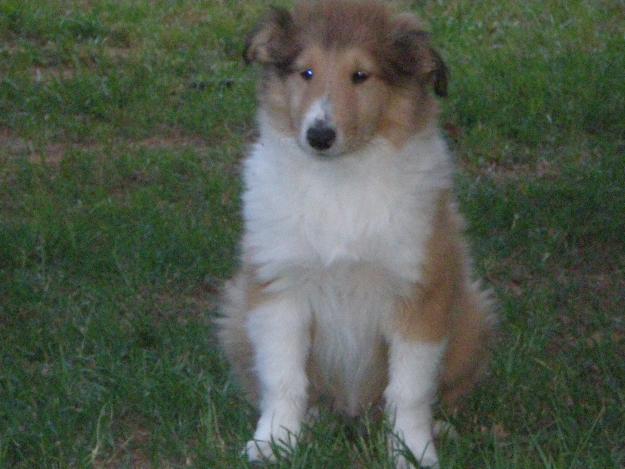 vendo ultimos cachorros rough collie dorados