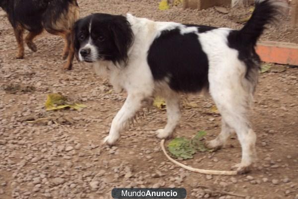 Pequeño abuelito en adopción