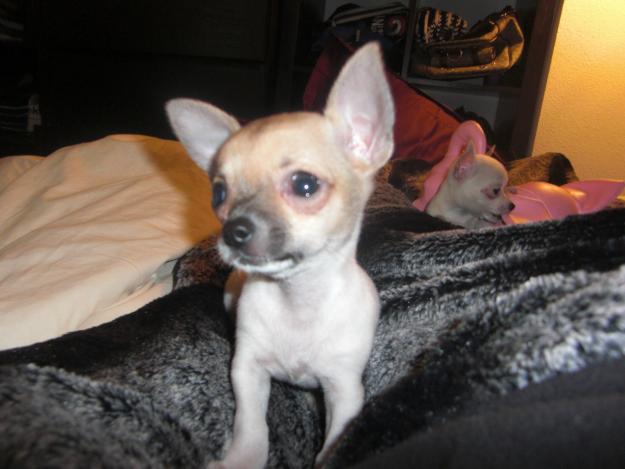 !!!!!!!!!!!! IMPRESIONANTE !!!!!!!!!!!!  CHIHUAHUA MINI HEMBRA