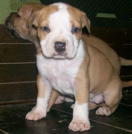 American Staffordshire Terrier