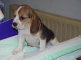 cachorritos de beagle preciosos.