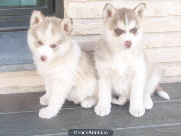 CACHORRO MACHO HUSKY SIBERIANO