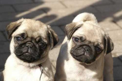 Carlinos Pug Cachorros de 1ª Calidad ( Fotos Actuales )