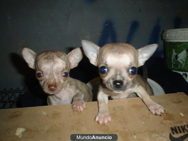 chihuahuas minis