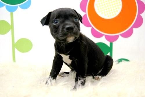 Ejemplares de Staffordshire Bull Terrier - ( Cria y Seleccion ) - Cachorros totalmente Sociables