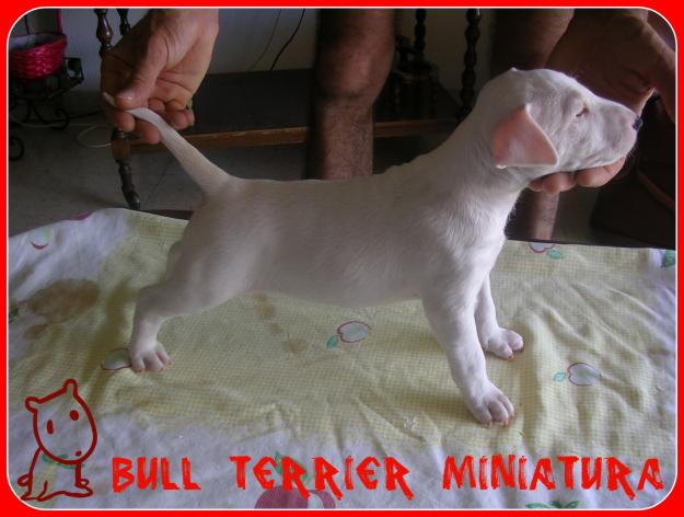 Espectacular cachorro macho de bull terrier miniatura