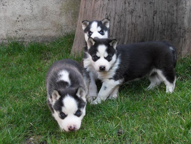 Magnificos ejemplares de husky siberiano con ojos azules