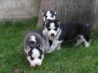 Magnificos ejemplares de husky siberiano con ojos azules - mejor precio | unprecio.es