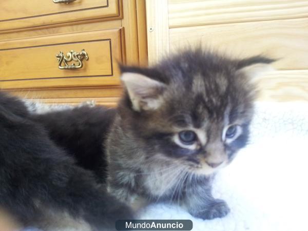 SE VENDEN GATOS MAINE COON