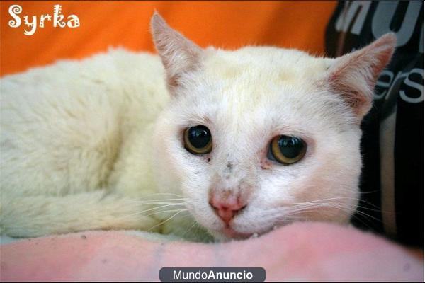 Syrka, gatito con problemas de visión, necesita acogida urgente!