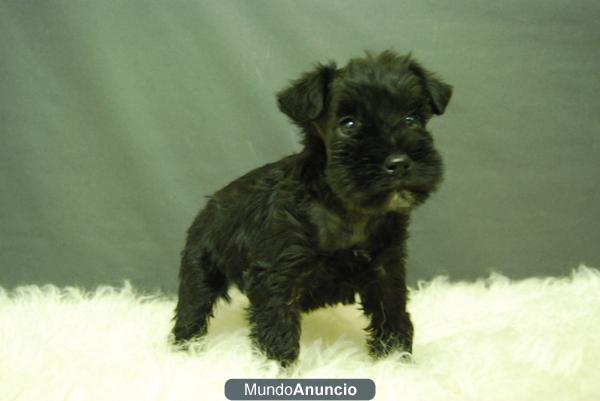 cachorros de schnauzer mini negros¡¡