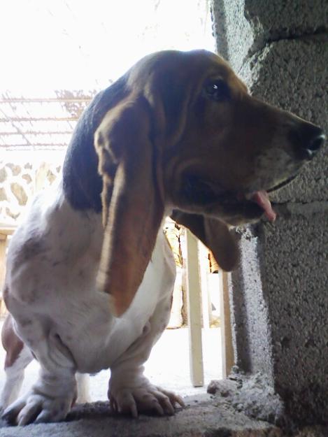 Basset house autentico busca novia misma raza