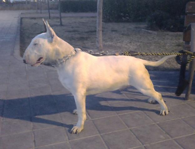 BULL TERRIER MACHO PARA MONTAS 100% SANGRE INGLESA.( VALENCIA )