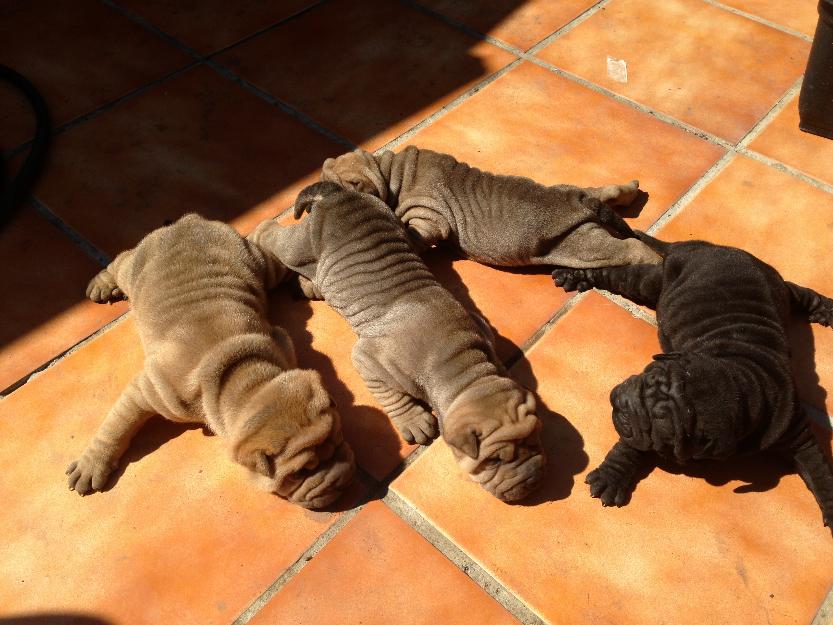 Cachorros Shar Pei en venta