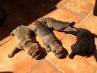 Cachorros Shar Pei en venta - mejor precio | unprecio.es