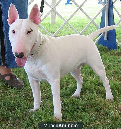 ESPECTACULAR BULL TERRIER HEMBRA Y MACHO