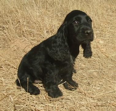 Excelentes Cachorros de Calidad *Cocker Inglés Pedygre*350