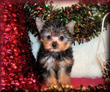 lovely pura raza cachorro hembra de Yorkshire terrier