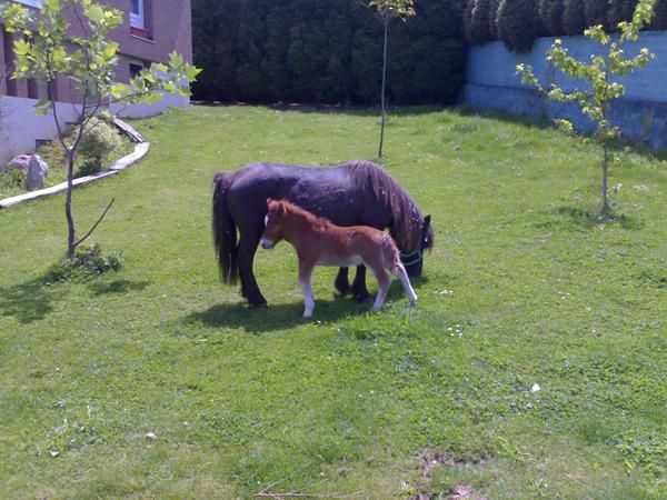 PONY NEGRA PREÑADA  Y MACHO ALAZAN