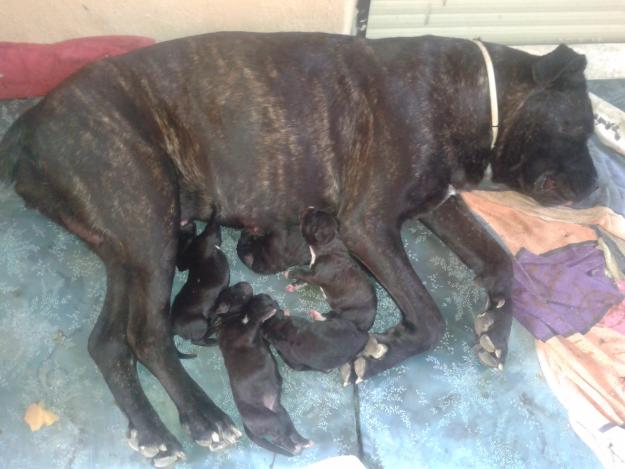 Se venden cachorros cane corso