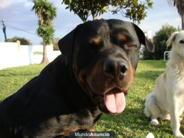 busco novia para monta de perro rotwailler