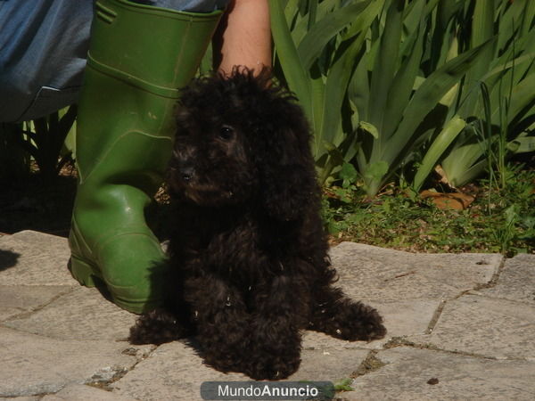 CACHORRO DE CANICHE TOY OFERTA 500