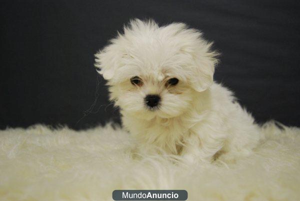 Disponibles cachorros de Bichon Maltes, con pedigre, Somos criadores, www.doogs.es