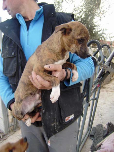 MACHITO EN ADOPCION-MURCIA‏