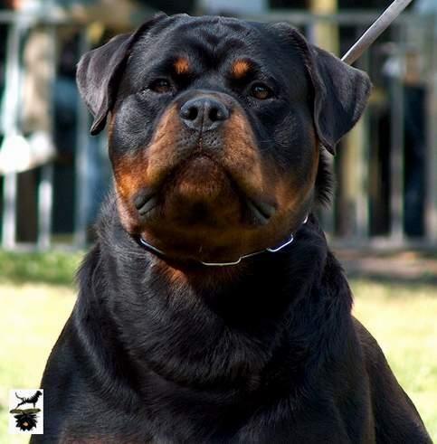 Rottweiler de Bedia Cachorros 2008