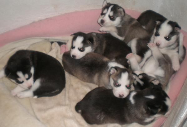 se venden huskys