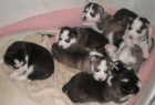 se venden huskys - mejor precio | unprecio.es