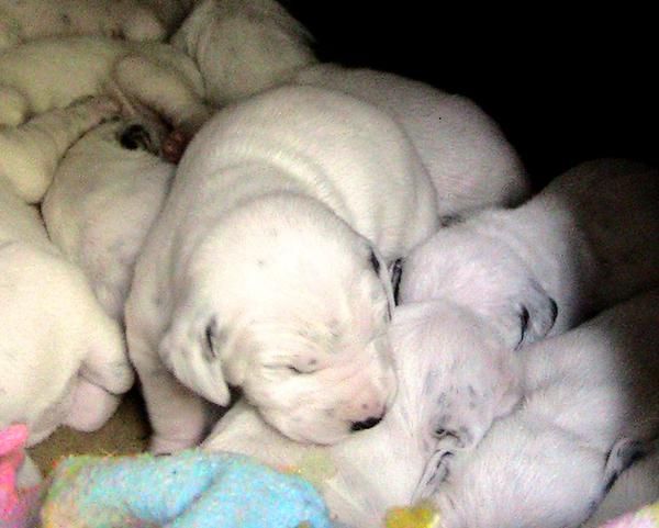 CACHORROS DALMATA DE PURA RAZA