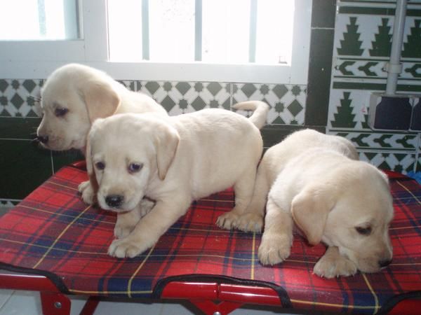 cachorros LABRADOR  con PEDIGREE 350